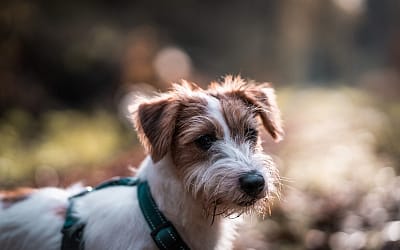 Comprehensive Guide to Ratshi Terrier: Dog Breed Facts & Information