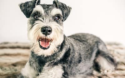 The Ultimate guide to Miniature Schnauzers