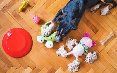 Unleash the Fun: What’s the Bark About Tall Tales Dog Toys?