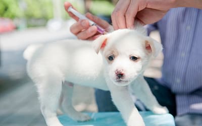 First Year Puppy Shot Schedule