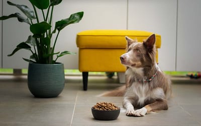 Vdog Food: Supercharge Your Dog’s Health with the Power of Proper Nutrition