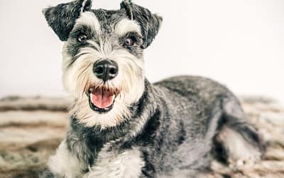 Why Schnauzers Are The Worst Dogs