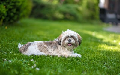 Why Shih Tzus Are The Worst Dogs?
