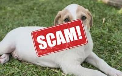 Craigslist Pets: Avoid the Scams