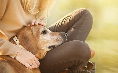 Conshohocken SPCA: Compassionate Animal Care and Adoption Services for a Brighter Future