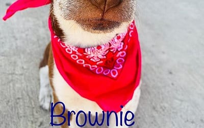 Brownie