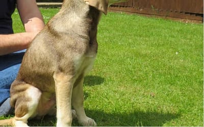 Discover the Vizsla Husky Mix: A Stunning Crossbreed with Unique Qualities