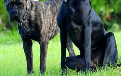 Cane Corso and Doberman Pinscher Mix – Powerful Partners in Strength and Loyalty
