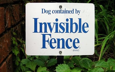 5 Best Invisible Dog Fences