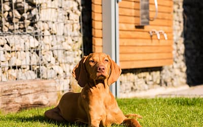 5 Tips for Keeping Your Old Vizsla Healthy and Happy