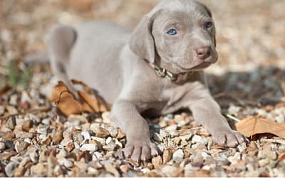 Overweight Weimaraner? Revitalize Their Health with Power and Positivity