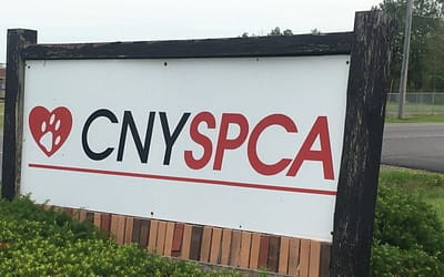 The CNY SPCA: A Safe Haven for Animals in Need