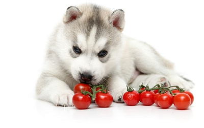 Can Dogs Eat Tomatoes? Unveiling the Harmless and Healthy Truth