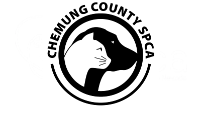 Chemung County SPCA: Saving Lives, One Paw at a Time