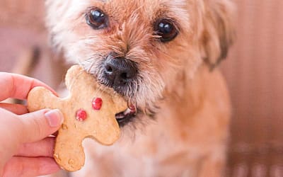 Can Dogs Eat Gingerbread?