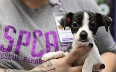 Dallas SPCA: Where Compassion Ignites Change
