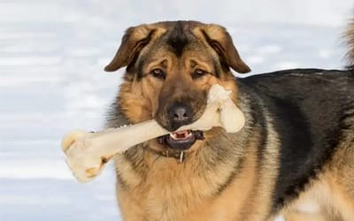 Découvrez les meilleurs os de chien pour des heures de plaisir à mâcher et de santé dentaire
