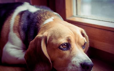 Canine Companionship: How Dogs Help Alleviate Loneliness And Depression