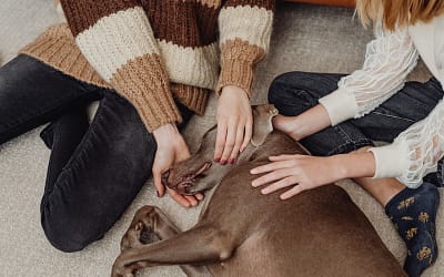 How Foster Sleepovers Can Help Amazing Shelter Dogs
