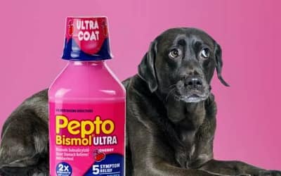 Is Pepto Bismol Safe for Dogs?