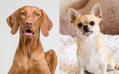 Vizsla and Chihuahua Mix: The Perfect Blend of Elegance and Playfulness