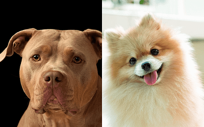 Pomeranian and Pitbull Mix: The Perfect Dog for Active Families