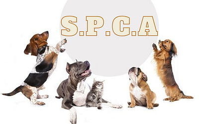 Adopt an SPCA Dog: Give a Forever Home to a Loving Pet
