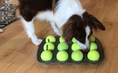 11 Indoor Games For Dogs: Bonding Activities for You and Your Canine Companion