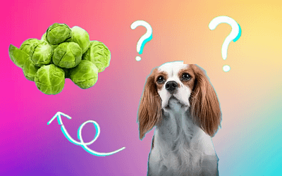 Can Dogs Eat Brussels Sprouts? Is the Risk Worh it?