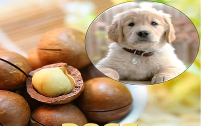 Can Dogs Eat Macadamia Nuts? Unveiling the Facts and Ensuring Canine Well-being!