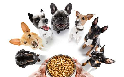 Sensitive Stomach Dog Food