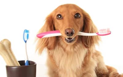 Dog Toothbrush Deluxe: Upgrade Transform Your Pup’s Oral Care