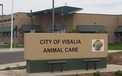 Visalia SPCA: The Voice for Amazing Animals in Need