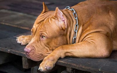 The Vizsla Pitbull Mix: A Guide to This Amazing Hybrid Dog