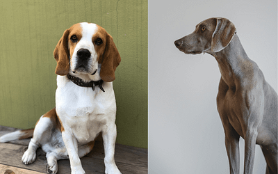 Weimaraner Beagle Mix: Uniting Elegance and Playfulness
