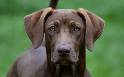 The Ultimate Guide to the Weimaraner German Shepherd Mix