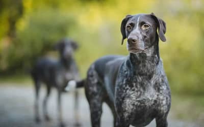 Will A German Shorthaired Pointer Kill A Cat?