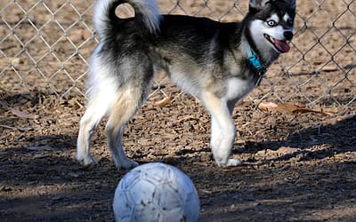 Alaskan Klee Kai: A Fascinating Breed for Dog Lovers