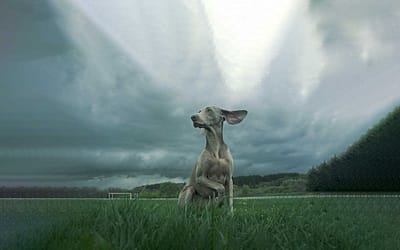 Meet The Weimaraner: Graceful And Athletic