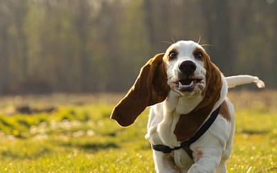 Unleashing The Scent-Sational World Of Basset Hounds 🐶👃