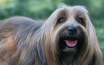 5 Big Fluffy Dog Breeds That Will Melt Your Heart