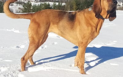 The Majestic Bloodhound: A Guide to the Loyal and Tenacious Breed