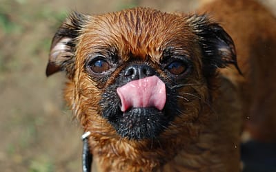 Meet The Adorable Brussels Griffon: Compact And Confident Toy Breed