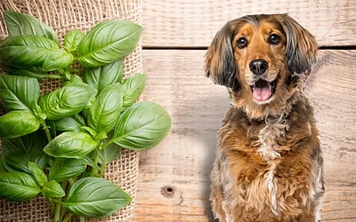 Can Dogs Eat Basil? Unleash Health and Joy with this Powerful Herb!