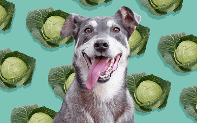 Can Dogs Eat Cabbage? Discover the Nutritional Benefits