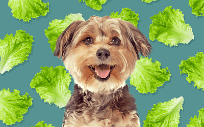 Can Dogs Eat Lettuce?Empowered the Positive Impact and Health Benefits of Lettuce for Dogs
