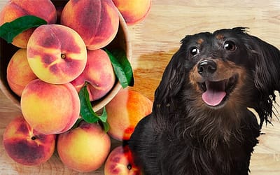 Can Dogs Eat Peaches? Unveiling the Nourishing Delights – Benefits, Safety, and Precautions