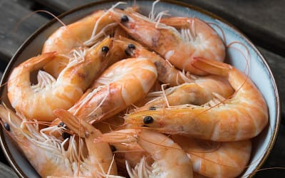 Can Dogs Eat Shrimp: Exploring the Nutritional Value, Health Benefits, and Risks