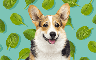 Can Dogs Eat Spinach? Unleashing the Positive Impact and Health Benefits of Spinach for Canine Wellbeing!