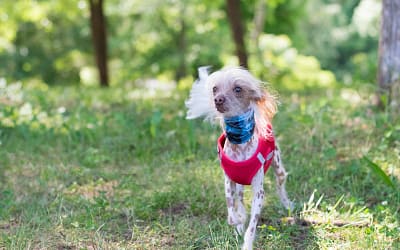 Meet The Elegant And Graceful Chinese Crested Dog!